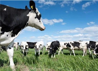 Tagiau Clust Buchol Guanyifarm